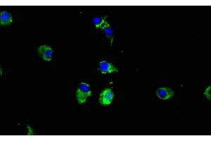 Immunofluorescent analysis of Hela cells using ABIN7149340 at dilution of 1:100 and Alexa Fluor 488-congugated AffiniPure Goat Anti-Rabbit IgG(H+L) (CPEB2 antibody  (AA 167-308))