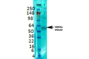 Western Blot analysis of Rat brain membrane lysate showing detection of VGLUT2 protein using Mouse Anti-VGLUT2 Monoclonal Antibody, Clone S29-29 . (Solute Carrier Family 17 (Vesicular Glutamate Transporter), Member 6 (SLC17A6) (AA 501-582) antibody (Atto 488))