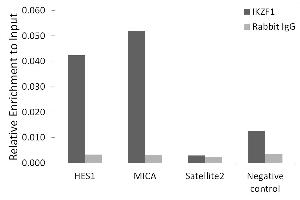 Chromatin immunoprecipitation analysis of extracts of K-562 cells, using Ikaros antibody (ABIN3015621, ABIN3015622, ABIN3015623, ABIN1680423 and ABIN6218979) and rabbit IgG. (IKZF1 antibody  (AA 1-270))