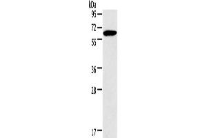 Western Blotting (WB) image for anti-3-Hydroxy-3-Methylglutaryl-CoA Synthase 2 (Mitochondrial) (HMGCS2) antibody (ABIN2433133)