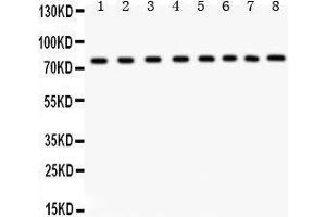 Anti- MCM7 Picoband antibody, Western blotting All lanes: Anti MCM7  at 0. (MCM7 antibody  (AA 526-719))