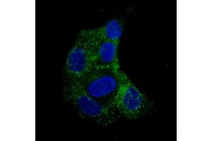 Immunofluorescent staining of RT-4 cells with FBLN1 monoclonal antibody, clone CL0337  (Green) shows specific staining in vesicles.