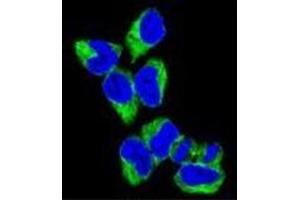 Confocal immunofluorescent analysis of GNAS Antibody (C-term) Cat. (GNAS antibody  (C-Term))