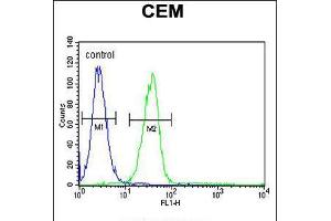 Flow cytometric analysis of CEM cells (right histogram) compared to a negative control cell (left histogram). (MGP antibody  (AA 37-66))