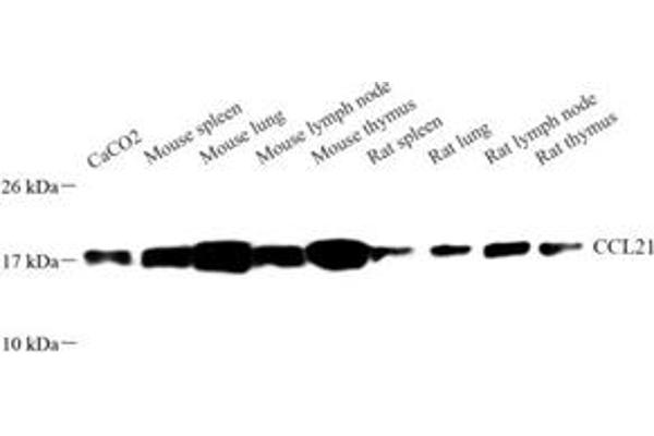 Ccl21a antibody