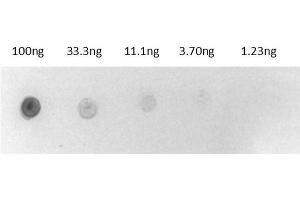 Dot Blot results of Biotin Alkaline Phosphatase Conjugate. (Biotin Protein (Alkaline Phosphatase (AP)))