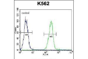 Flow cytometric analysis of K562 cells (right histogram) compared to a negative control cell (left histogram). (AARS2 antibody  (AA 366-394))