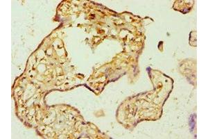 Immunohistochemistry of paraffin-embedded human placenta tissue using ABIN7144025 at dilution of 1:100 (AMPD3 antibody  (AA 1-260))