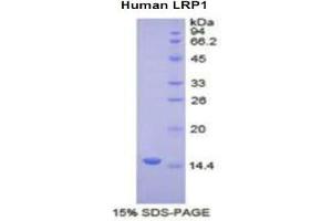 SDS-PAGE analysis of Human LRP1 Protein. (LRP1 Protein)