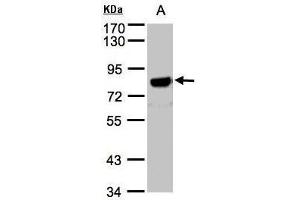WB Image Sample(30 μg of whole cell lysate) A:Hep G2, 7. (APP antibody  (C-Term))