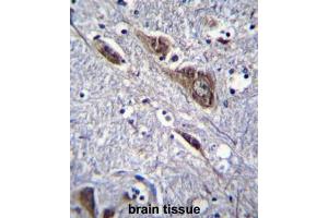 ELAVL2 Antibody (Center) immunohistochemistry analysis in formalin fixed and paraffin embedded human brain tissue followed by peroxidase conjugation of the secondary antibody and DAB staining. (ELAVL2 antibody  (Middle Region))