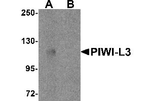 Western blot analysis of PIWI-L3 in 3T3 cell lysate with PIWI-L3 antibody at 1 µg/mL in (A) the absence and (B) the presence of blocking peptide.