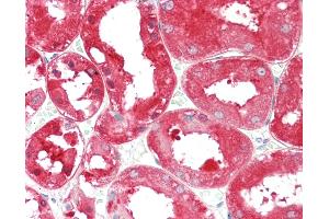 Anti-ALDH1L1 antibody IHC staining of human kidney.