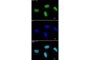 Histone H3 dimethyl Lys27 antibody tested by immunofluorescence. (Histone 3 antibody  (H3K27me2))