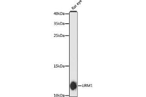 Western blot analysis of extracts of rat eye, using URM1 antibody (ABIN6130755, ABIN6149975, ABIN6149976 and ABIN6217945) at 1:3000 dilution. (Urm1 antibody  (AA 1-63))
