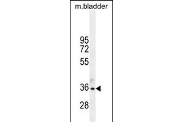 TGIF1 antibody  (AA 208-237)