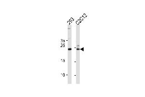 Western blot analysis in 293,mouse C2C12 cell line lysates (35ug/lane). (UBE2K antibody  (AA 109-139))