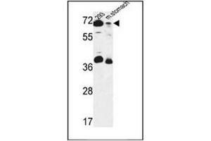 Western blot analysis of GSPT2 / ERF3B  Antibody  in 293 cell line and mouse stomach tissue lysates (35ug/lane). (GSPT2 antibody  (Middle Region))