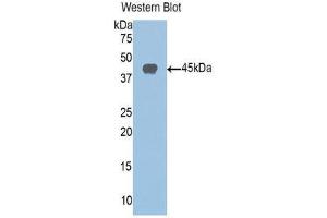 Western Blotting (WB) image for anti-Sirtuin 6 (SIRT6) (AA 35-274) antibody (ABIN1078533) (SIRT6 antibody  (AA 35-274))