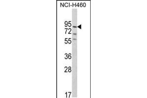 Western blot analysis of MyoGEF Antibody in NCI-H460 cell line lysates (35ug/lane)