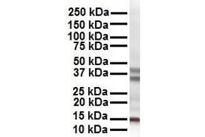 Western Blotting (WB) image for anti-Cbp/p300-Interacting Transactivator, with Glu/Asp-Rich Carboxy-terminal Domain, 2 (CITED2) (N-Term) antibody (ABIN2780743)