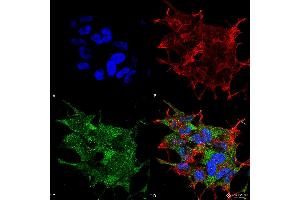 Immunocytochemistry/Immunofluorescence analysis using Rabbit Anti-Beclin 1 Polyclonal Antibody . (Beclin 1 antibody  (C-Term) (Atto 594))