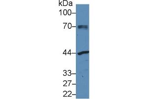 Western Blot; Sample: Human MCF7 cell lysate; Primary Ab: 3µg/ml Rabbit Anti-Mouse NAGa Antibody Second Ab: 0. (NAGA antibody  (AA 18-217))