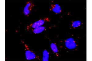 Proximity Ligation Analysis of protein-protein interactions between RASGRP4 and RAP1A. (RAP1A antibody  (AA 1-184))