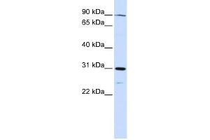 LONRF3 antibody used at 1 ug/ml to detect target protein.