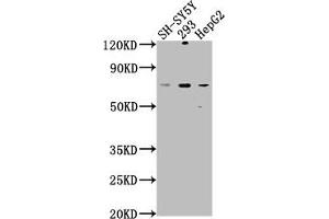 Western Blot Positive WB detected in: SH-SY5Y whole cell lysate, 293 whole cell lysate, HepG2 whole cell lysate All lanes: HSPA12A antibody at 1:1000 Secondary Goat polyclonal to rabbit IgG at 1/50000 dilution Predicted band size: 75 kDa Observed band size: 75 kDa (HSPA12A antibody  (AA 2-231))