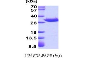 SDS-PAGE (SDS) image for Acidic (Leucine-Rich) Nuclear phosphoprotein 32 Family, Member A (ANP32A) (AA 1-249) protein (His tag) (ABIN667821) (PHAP1 Protein (AA 1-249) (His tag))