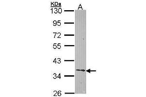 WB Image Sample (30 ug of whole cell lysate) A: Hela 10% SDS PAGE antibody diluted at 1:1000 (Ephrin B2 antibody)