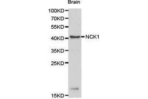 Western Blotting (WB) image for anti-NCK Adaptor Protein 1 (NCK1) antibody (ABIN1873840)
