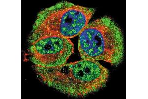 Confocal immunofluorescent analysis of Phospho-HER4- Antibody (ABIN389572 and ABIN2839598) with MCF-7 cell followed by Alexa Fluor 488-conjugated goat anti-rabbit lgG (green). (ERBB4 antibody  (pTyr1162))