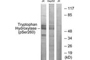 Western blot analysis of extracts from Jurkat cells and HepG2 cells, using Tryptophan Hydroxylase (Phospho-Ser260) Antibody. (Tryptophan Hydroxylase 1 antibody  (pSer260))