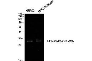 Western Blot (WB) analysis of HepG2, Mouse Brain cells using CD66c/d Polyclonal Antibody. (CEACAM3/6 antibody  (Internal Region))