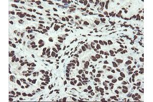 Image no. 1 for anti-Non-POU Domain Containing, Octamer-Binding (NONO) (AA 184-385) antibody (ABIN1491073) (NONO antibody  (AA 184-385))