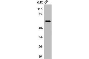 Western Blot analysis of 293 cells using ARA70 Polyclonal Antibody (NCOA4 antibody  (Internal Region))