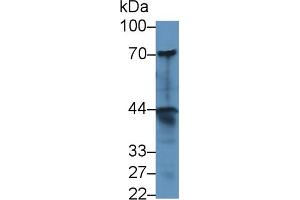 Western Blot; Sample: Human A549 cell lysate; Primary Ab: 1µg/ml Rabbit Anti-Human dNER Antibody Second Ab: 0.