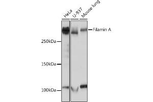 Western blot analysis of extracts of various cell lines, using Filamin A Rabbit mAb (ABIN1682545, ABIN3018024, ABIN3018025 and ABIN7101570) at 1:1000 dilution. (Filamin A antibody)