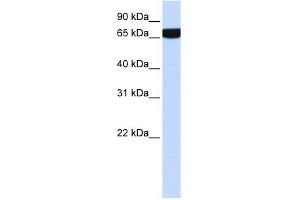 HS2ST1 antibody used at 1 ug/ml to detect target protein. (HS2ST1 antibody  (Middle Region))