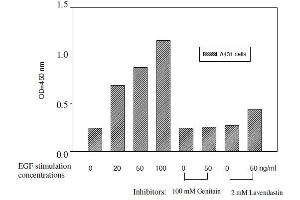 A431 cells were treated for 30 min with 50 µL of 100 mM Genistein or 2 mM Lavendustin in appropriate wells at room temperature prior to EGF stimulation. (Tyrosine ELISA Kit)