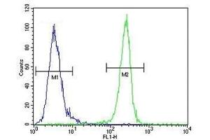 VEGFR2 antibody flow cytometric analysis of MDA-MB435 cells (right histogram) compared to a negative control (left histogram).