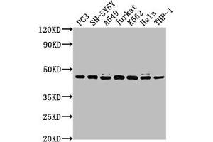 Western Blot Positive WB detected in: PC3 whole cell lysate, SH-SY5Y whole cell lysate, A549 whole cell lysate, Jurkat whole cell lysate, K562 whole cell lysate, Hela whole cell lysate, THP-1 whole cell lysate All lanes: CSNK2A3 antibody at 1:2000 Secondary Goat polyclonal to rabbit IgG at 1/50000 dilution Predicted band size: 46 kDa Observed band size: 46 kDa (CSNK2A3 antibody  (AA 151-391))