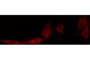 ABIN6274128 staining HeLa cells by IF/ICC. (TNFSF13 antibody  (Internal Region))