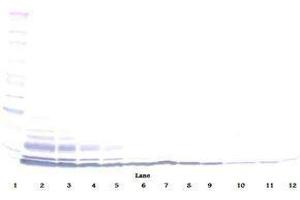 Image no. 3 for anti-Chemokine (C-C Motif) Ligand 3-Like 1 (CCL3L1) antibody (ABIN465213) (CCL3L1 antibody)