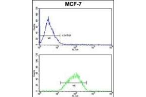 DERL2 Antibody (C-term) (ABIN652652 and ABIN2842438) FC analysis of MCF-7 cells (bottom histogram) compared to a negative control cell (top histogram). (Der1-Like Domain Family, Member 2 (DERL2) (AA 191-218), (C-Term) antibody)