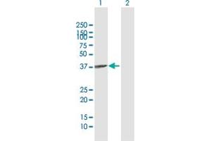 Western Blot analysis of APOL2 expression in transfected 293T cell line by APOL2 MaxPab polyclonal antibody. (Apolipoprotein L 2 antibody  (AA 1-337))