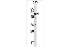 PHACTR3 Antibody (N-term) (ABIN656763 and ABIN2845984) western blot analysis in 293 cell line lysates (35 μg/lane).