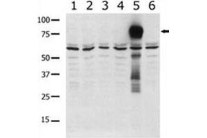 Western blot analysis of PAK5 antibody in lysate from transiently transfected COS7 cells.